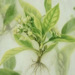 Экстракт зеленого чая в современной медицине: от антиоксидантной теории к клинической практике