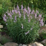 Экстракт Витекса